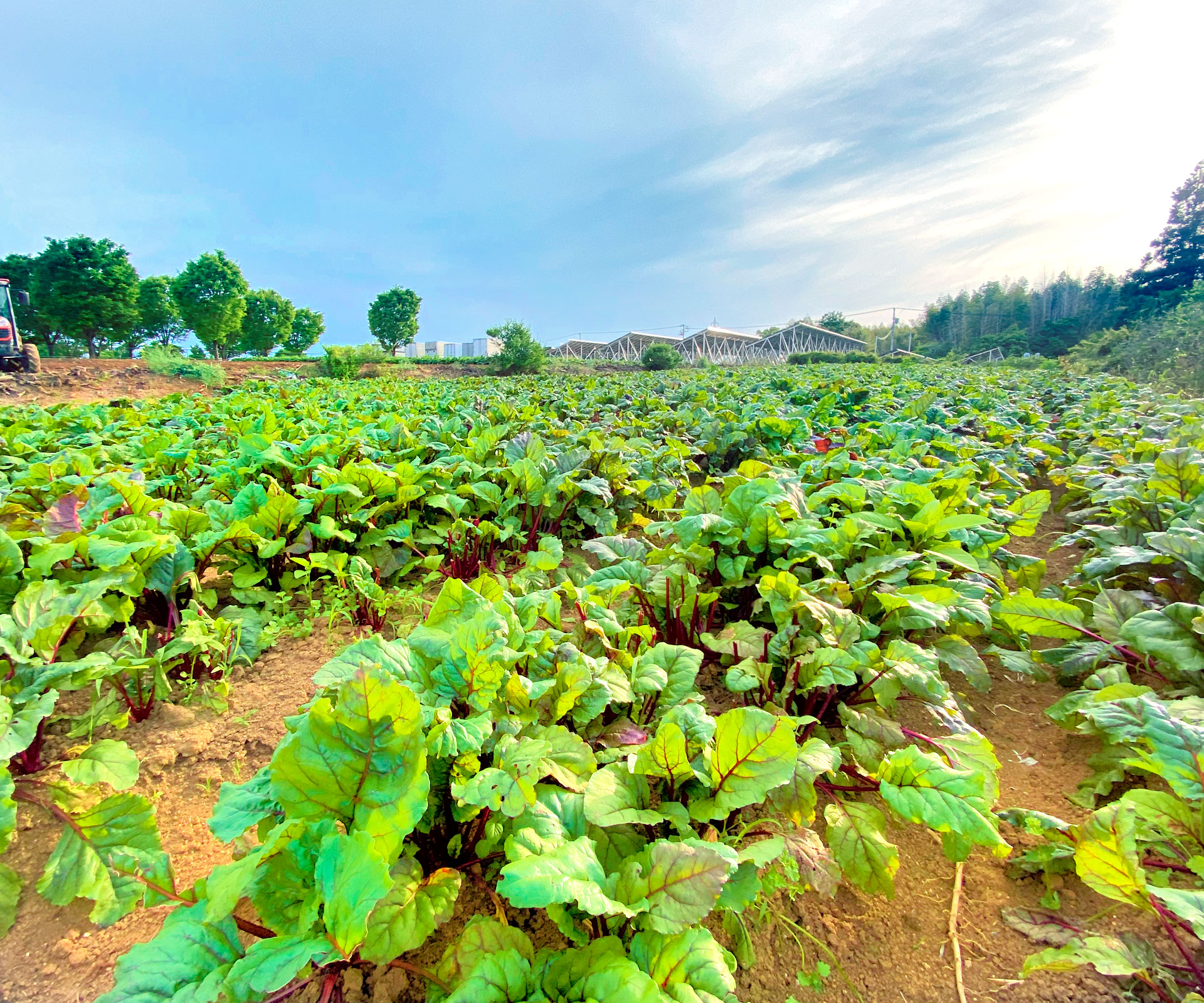 Nagae Farm